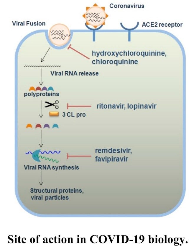 Paxlovid interaction in body, COVID-19 biology