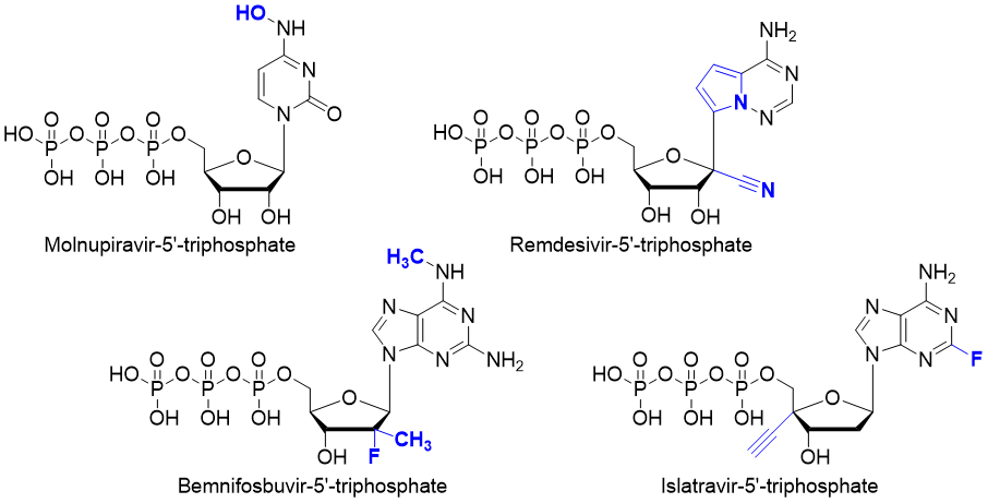 Structures of Molnupiravir, Remdesivir, Bemnifosbuvir and Islatravir triphosphates.