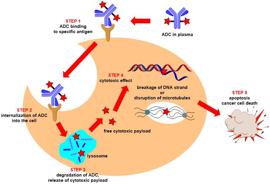 Schematic depiction of antibody-drug conjugate’s (ADC’s) mechanism of action