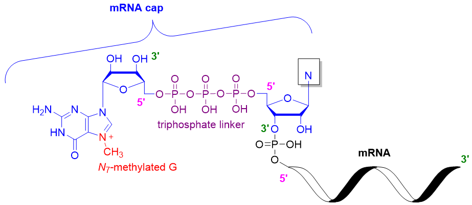 Illustrative structure of RNA caps