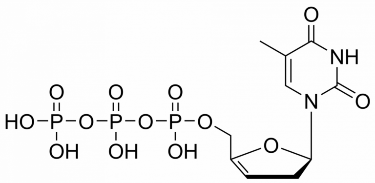 Main product photo - 3′,4′-Didehydro-3′-deoxythymidine triphosphate – CAS 2499590-45-1