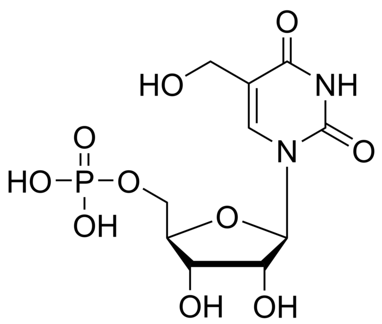 Main product photo - 5-(Hydroxymethyl)uridine monophosphate – CAS 18800-65-2