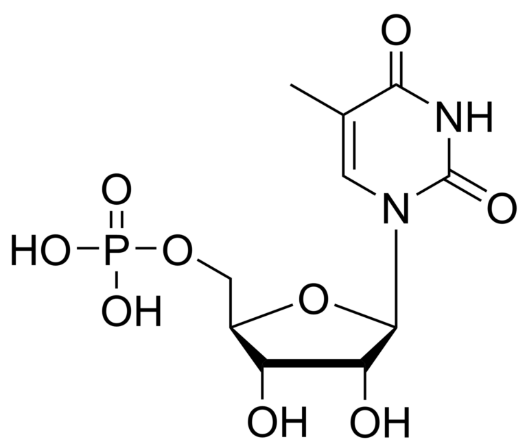 Main product photo - 5-Methyluridine monophosphate – CAS 3590-47-4