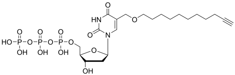 Main product photo - Undecynyl-dUTP – CAS 2229952-07-0