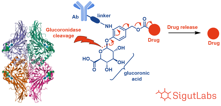 SigutLabs_Glucoronidase cleavage